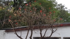 Erythrina americana