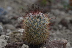 Mammillaria moelleriana