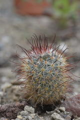 Mammillaria moelleriana