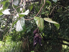 Mucuna championii