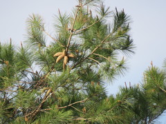 Pinus greggii