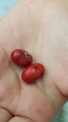 Erythrina americana