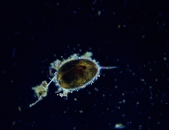 Cypridopsis