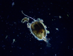Cypridopsis