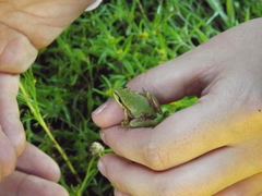 Hyla wrightorum