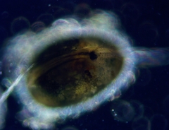 Cypridopsis