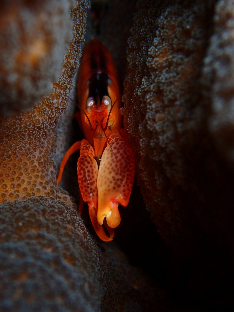 Coral Snapping Shrimp