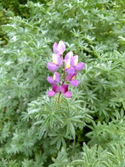 Lupinus paynei