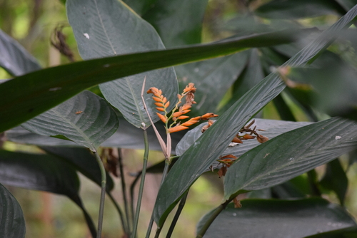 Stromanthe stromanthoides