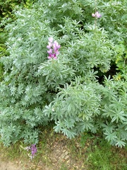 Lupinus paynei