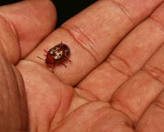 Calligrapha labyrinthica