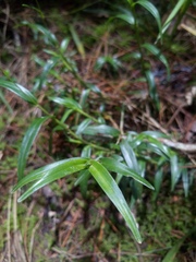 Epidendrum fimbriatum