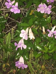 Bignonia callistegioides