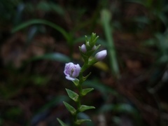 Epidendrum fimbriatum