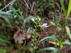 Epidendrum fimbriatum