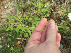 Trisetum interruptum