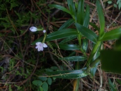 Epidendrum fimbriatum