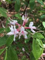 Rhododendron canescens image