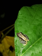 Pristimantis brevicrus