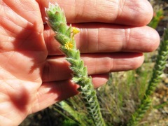 Struthiola tomentosa