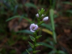 Epidendrum fimbriatum