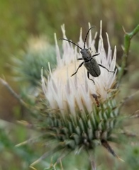 Brachysomida californica