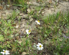 Trisetum interruptum