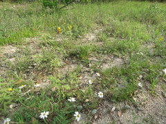 Trisetum interruptum