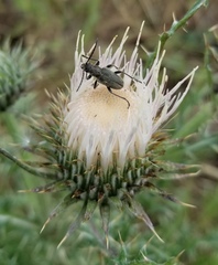 Brachysomida californica