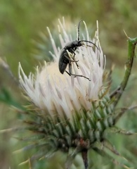 Brachysomida californica