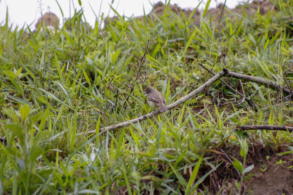 Yellow-bellied Elaenia