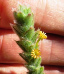 Struthiola tomentosa