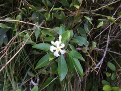 Melodinus suaveolens