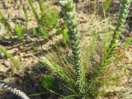 Struthiola tomentosa