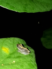 Pristimantis brevicrus