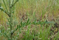 Cirsium cymosum