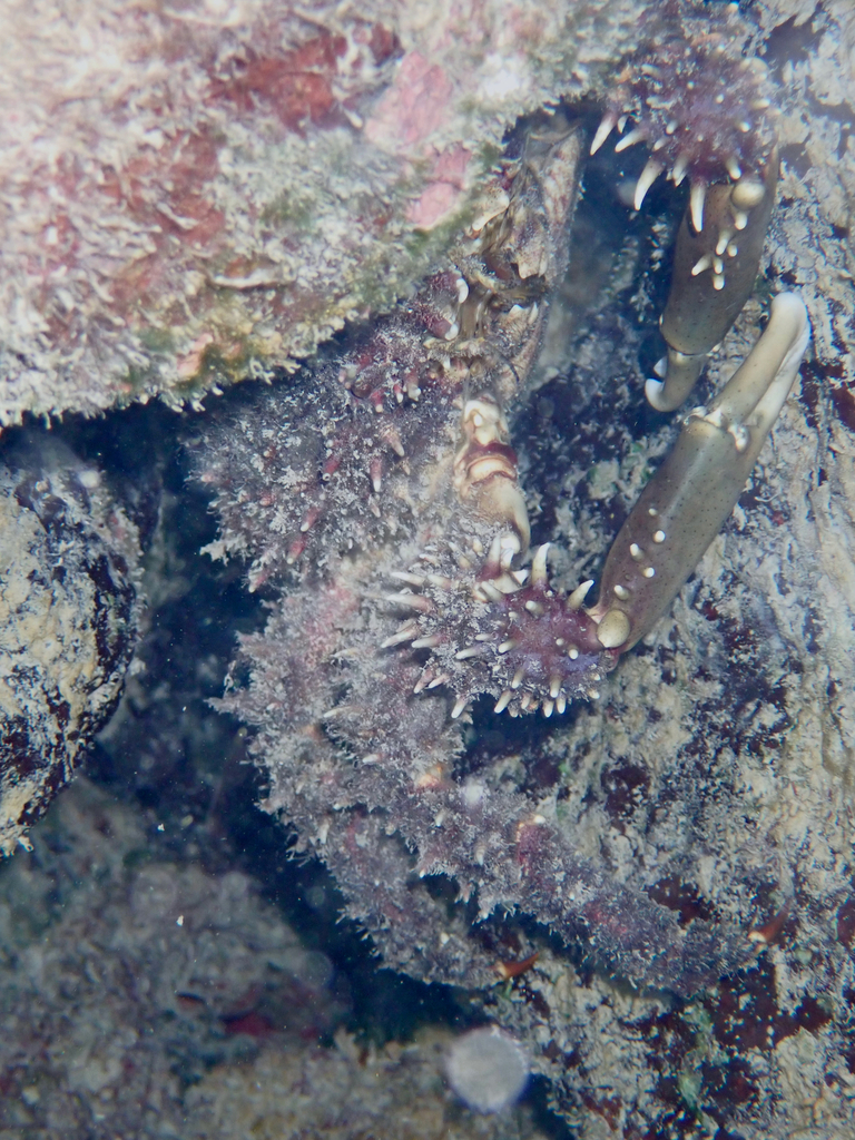 Hairy Clinging Crab