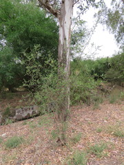 Forestiera tomentosa