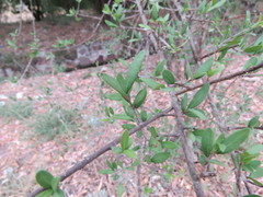 Forestiera tomentosa