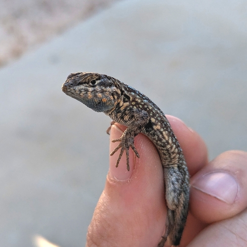 iNaturalist observation photo of Western Side-blotched Lizard