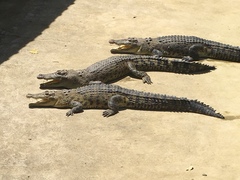 Crocodylus mindorensis