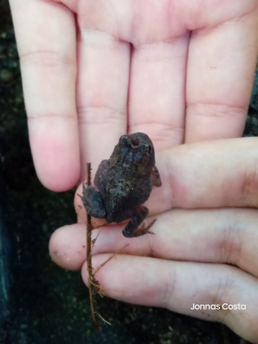 Muller's Smooth Horned Frog
