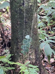 Monstera tuberculata image