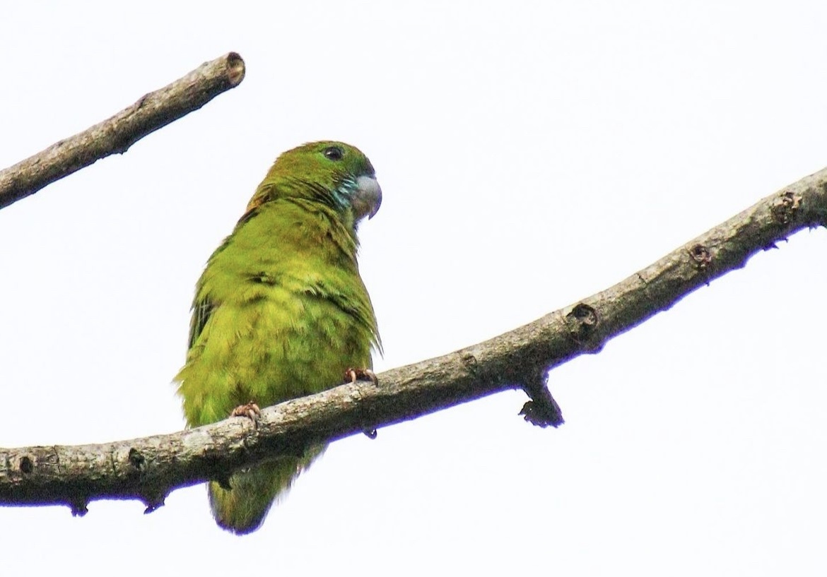 Guaiabero (Bolbopsittacus lunulatus), photo 2