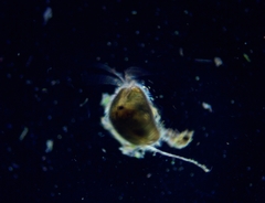 Cypridopsis