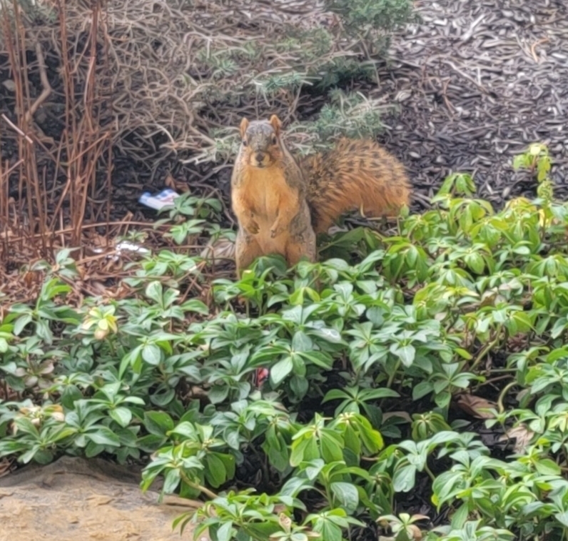 Fox Squirrel From Downtown, Indianapolis, IN, USA On April 23, 2024 At ...