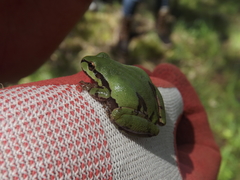 Hyla wrightorum