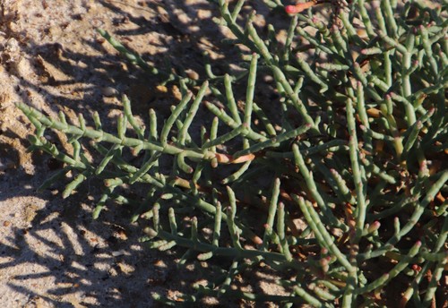 Image of Salicornia pillansii by (c) Tony Rebelo, some rights reserved (CC BY-SA)
