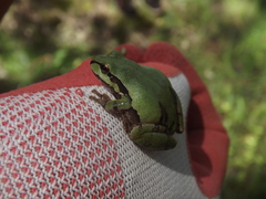 Hyla wrightorum