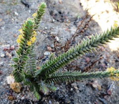 Struthiola tomentosa